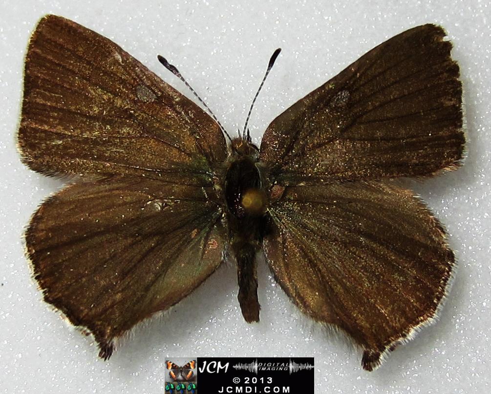 Callophyrs dumetorium dumetorium (Bramble Hairstreak) images